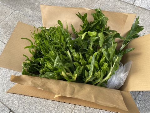 プンタレッラ / puntarella 2〜3株