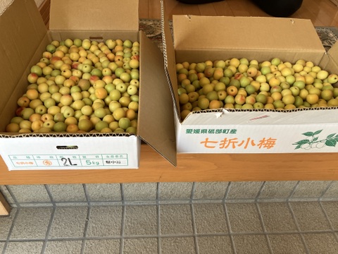 七折小梅2L 七折産10kg常温陸送便：愛媛県産の七折｜食べチョク