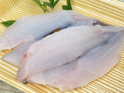 【未利用魚】今後増殖するだろうトモメヒカリ1.2kg前後