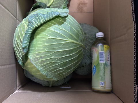 ボリュームたっぷり大玉キャベツ！　５～６玉入り　約１０㎏
