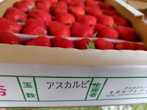 毎年1番人気！【訳ありお買い得！】サイズ、品種お任せ！不揃いイチゴ