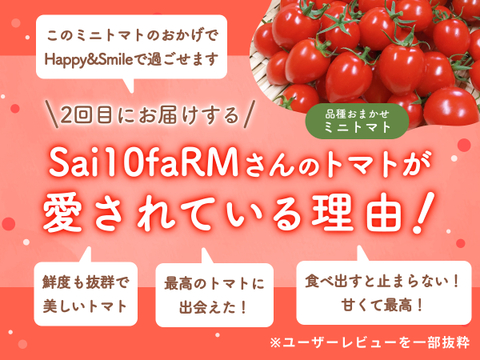 【食べチョク旬の食べ比べ便】プチぷよ/プチぷよグリーン🍅