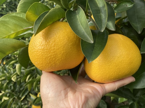 紀の川八朔　優品L〜２L寸↑ 5kg箱込み　ハズレなし！！