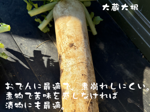 【訳あり】煮物に最適！　固定種の野菜セット11月 (霜月)