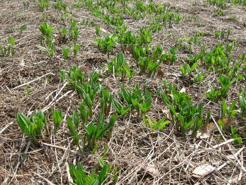 【2026年優先予約】！初物を優先発送(4月中旬)！太い行者にんにく3kg　「やわらか若葉」幻の山菜