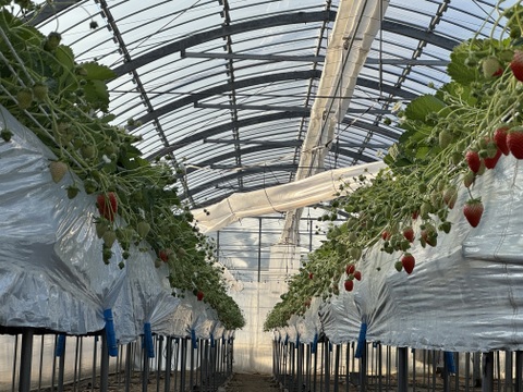 三重県オリジナルいちご【うた乃】1箱1kg~1.2kg4パック入