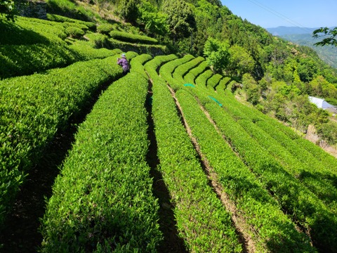 自然栽培による【かりがね茶】　香り味わいがとてもとても自然！　農薬や化学肥料は一切使わず、肥料は全て周辺の茅草、落ち葉のみ！　徳島山間地、世界農業遺産認定の緑茶 80 g 3袋