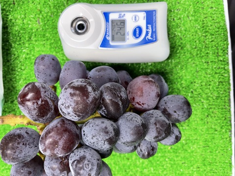 淡路島の恵み！やまだふぁーむの富士の輝！2房約1.4キロ