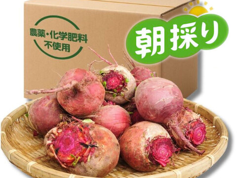 『高糖度ビーツ 3kg』 千葉県南房総市産 ★発送当日に収穫!