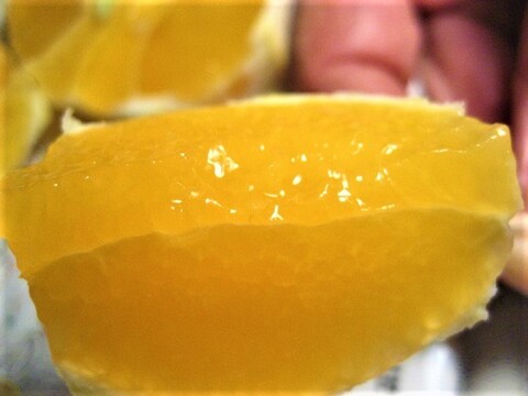 朝採りの”グレープフルーツホワイト”と”はるひ”合わせて3kg　皮も美味しい【柑橘食べ比べ】