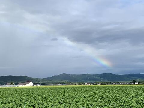 フルーティな甘み！ロイシーコーン『北海道の白いとうもろこし』（10本セット）