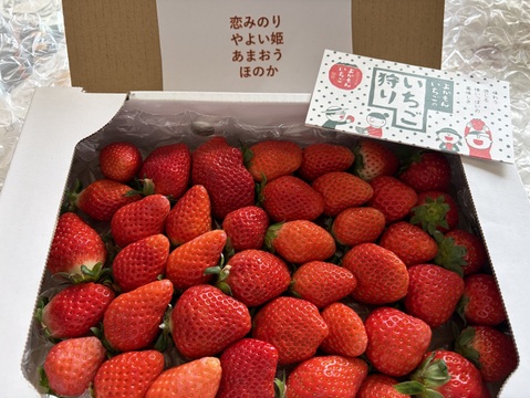 【みんなで食べ比べ】苺3品種以上の朝採り完熟苺（700ｇ）