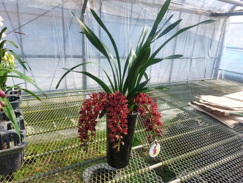 【下垂系シンビジウム】フォアゴットンフルーツ3本立