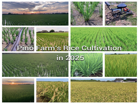 【冷めても感動】Pino farm「弾む、雪肌もち米」～R7年産特別栽培米　ミルキークイーン　10㎏～