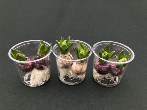 香り豊かなヒヤシンス白２球 透明クリアカップ入【期間限定】