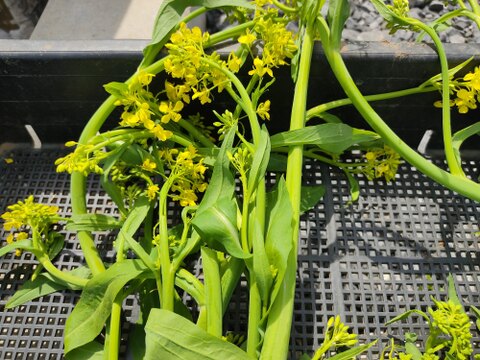 ✨今だけの春の味！高菜の花芽約300g＆絹さやエンドウ約80gセット｜旬のほろ苦さと甘み｜農薬・化成肥料不使用✨
