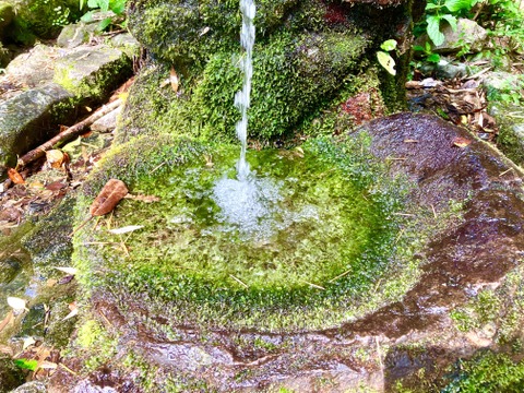 "おいしい水分補給"で熱中症対策『湧水きゅうり』 ｜2kg：約15本