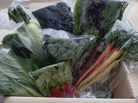 ＼シャキうま！／南房総の旬野菜セット！セレクトおまかせ【8品目】