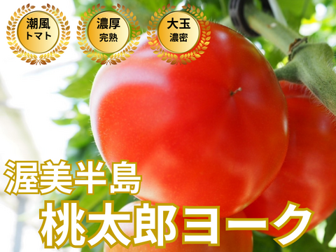 🍅“ありがとう”を食卓で伝える季節限定トマト🍅品種指定『桃太郎ヨーク』🍅絆を深める、やさしいうま味🍅お試約1kg【GW・母の日ギフト】【5月上旬予約】