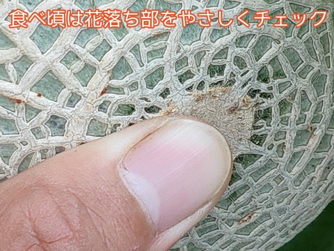 【ギフトにご褒美に！】アールスロイヤルメロン【夢風船直送青肉アールスメロン】約1.6kg