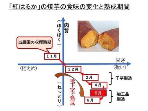 さつまいも（紅はるか）長期間地下室熟成で甘い大分県産　Mサイズ７ｋｇ＋焼芋ジャムのオマケ