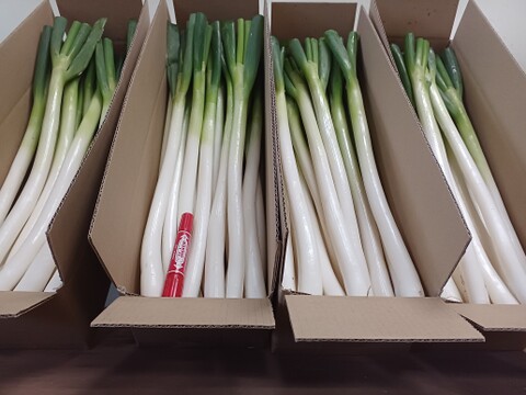 【クール便】✅限定✅✨皮むき白ネギ✅厳選Lサイズ【4本増量 】22本❗❗3,680円→2,080円❗❗