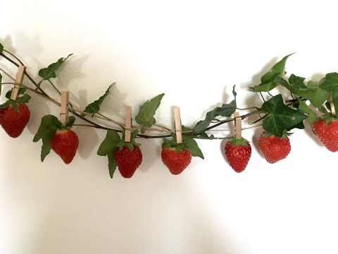 【お買い得！】4品種以上の朝採り新鮮完熟苺（1ｋｇ）