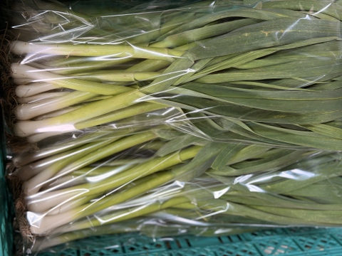 【今だけの旬】露地栽培の濃厚な香り！葉ニンニク｜ 1kg