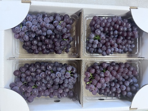 家庭用デラウェア・約1.2kg