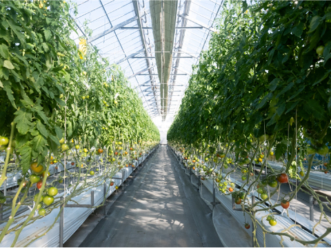 豊かな潤い！ルネッサンストマト「雫果（しずか）」（ご家庭用・3kg）