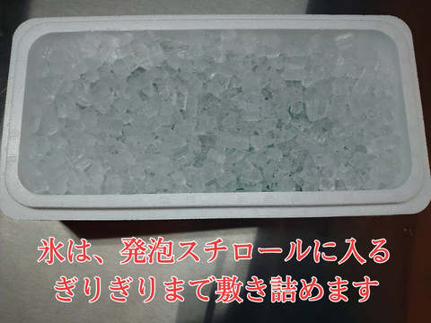 “激レア”　再販は不定期！1度は味わっときたい希少な養殖イシダイ！2尾入/箱