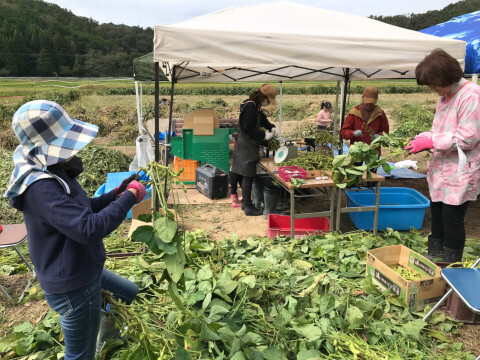 丹波篠山 黒枝豆 600g( 300g × 2袋 ) 【令和7年新豆・予約販売】 産地直送 期間限定 贈答用にも最適 大粒 最高級 さや 枝豆 毎年完売 今しか味わえない 丹波篠山の黒枝豆 数量限定