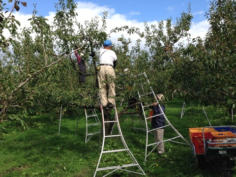 農薬節減!! [特秀]ラフランス 山形県 2kg 5〜8玉 ギフトにも　[冬ギフト]