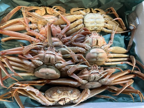 １０月解禁！卵がぎっしり　訳あり『本ズワイガニのメス』１キロ　新潟県村上市笹川流れ