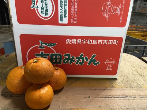 【農薬不使用】柑橘の王様せとか５ｋｇーサンプル糖度１２～１３度