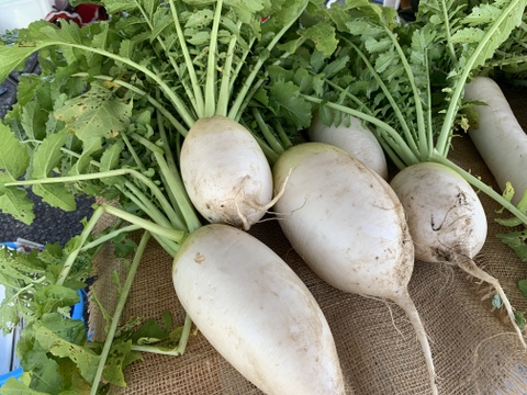 自然のめぐみからできたお野菜セット（訳あり）【3～6種類、5～7㎏程度】