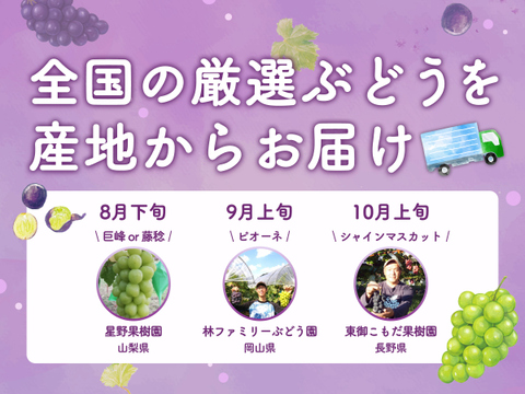 【食べチョク旬の食べ比べ便】シャインマスカット