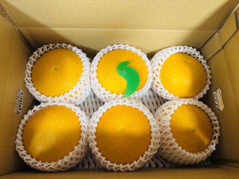 【木成り八朔】2キロギフトにも！　※皮むき器つき　さつき八朔　はっさく