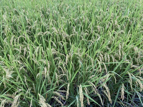 令和7年産ヒノヒカリ玄米30kg