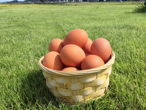 ★期間限定★ぷりぷりの白身とこんもり黄身がクセになる【初たまご50個】若鶏の生んだ赤たまご 50個