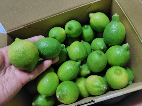 【規格外】四万十産🟢🍋🟢温室グリーンレモン❷㌔　ー９月初旬までの限定ー