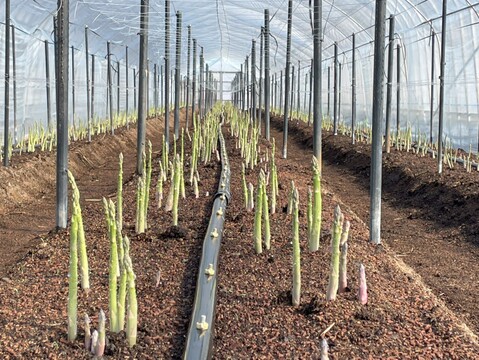 お子様にも大人気！　『スナックアスパラガス』　700g