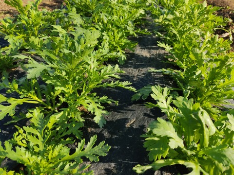 ✨春の香りを食卓に。天ぷらやお浸しで主役になる、力強い春菊　約400g✨
