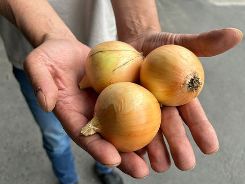 【訳あり！小玉5kg/クール便】淡路島たまねぎ 兵庫認証食品 ひょうご安心ブランド 特別栽培 あさひサンファーム ご家庭用 一人暮らし 南あわじ市 淡路島産たまねぎ 小さいサイズ S玉 レシピ付き！