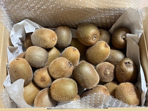 国東半島の地下水で育った栄養満点のキウイを直接お届け！『国東産キウイ』（ワケあり）小玉　中玉　ヘイワード2kg  （22〜35個）