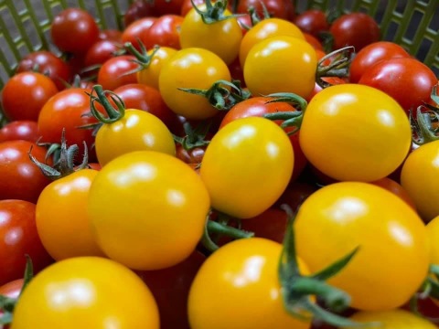 小さな実に、夏のひかりを詰めこんで【ミニトマト2kg】