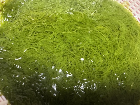 天然の糸モズク　期間限定
