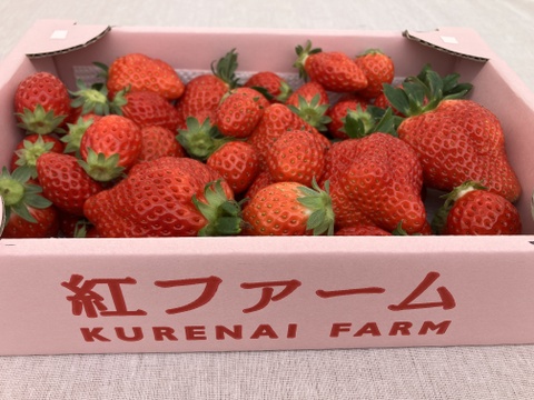 【ジャム用】とちおとめ約1kg