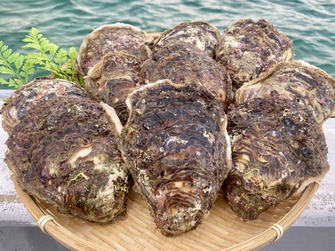 【限定品】天然岩牡蠣（小〜中）10枚