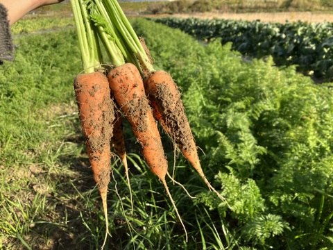 芸術にんじん！？心と体に沁みる！自然栽培で育ったにんじん（4キロ）